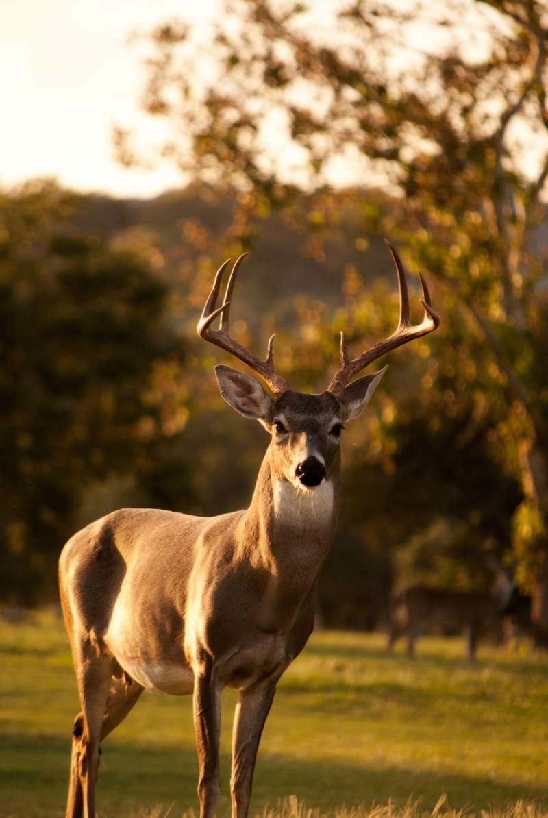 savannah, nature, vertebrate, animal wildlife, stag, photo, africa, close, hoofed Mammal, animals In The Wild, land, animal, hour, impala, focus, deer