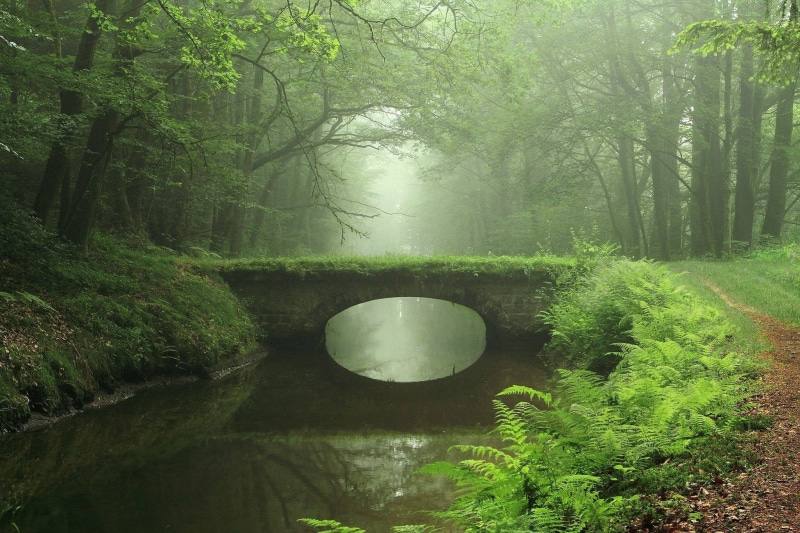 non-urban scene, green color, river, wooden, woodland, day, no people, beauty in nature, 1080P, bridge, land, plant, forest, tree, ferns, water, outdoors