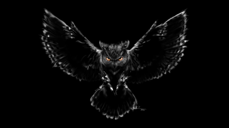 Owl, Black, Nightmare, Scary, HD, 2K