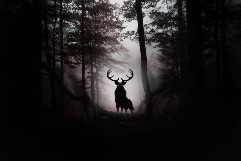 Silhouette, Dark, Fantasy Animals, Deer, 1080P, Forest