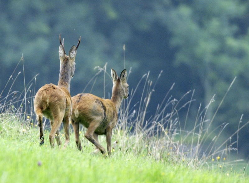 2K, earth, photography, Cotswolds, snap, photograph, photo, britain, field, roe, art, brown, british  English, outdoors, animals, animals In The Wild