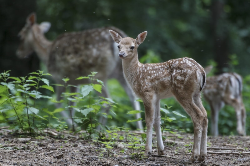 fauna, cautivo, animal, nature, doe, fawn, deer, de, mammal, captive, wildlife, 720P, stag, outdoors, portrait, animals In The Wild, forest, Jaca
