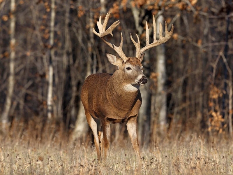 antler, animal, forest, land, one animal, plant, white, decor, no people, animals, day, animals in the wild, herbivorous, deer, animal themes, antlers