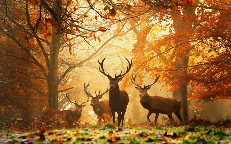 leaves, deer antlers, deers, foliage, trees, Nature, 1080P, forest, Autumn