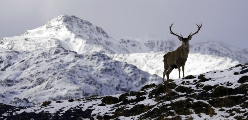 outdoors, mammal, deer, cold temperature, beauty in nature, one animal, animal, day, animal wildlife, mountains, herbivorous, animal themes, animals in the wild