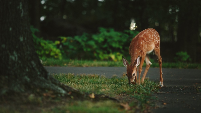 plant, tree, nature, animals, grass, deer, day, outdoors, 4K, animal, standing, animal themes, trunk, animal wildlife, white, mammal, animals in the wild