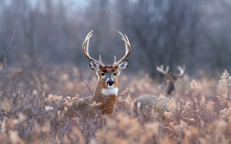land, day, outdoors, animal themes, field, plant, animals, tree, no people, herbivorous, one animal, winter, forest, 2K, animal wildlife, depth of field