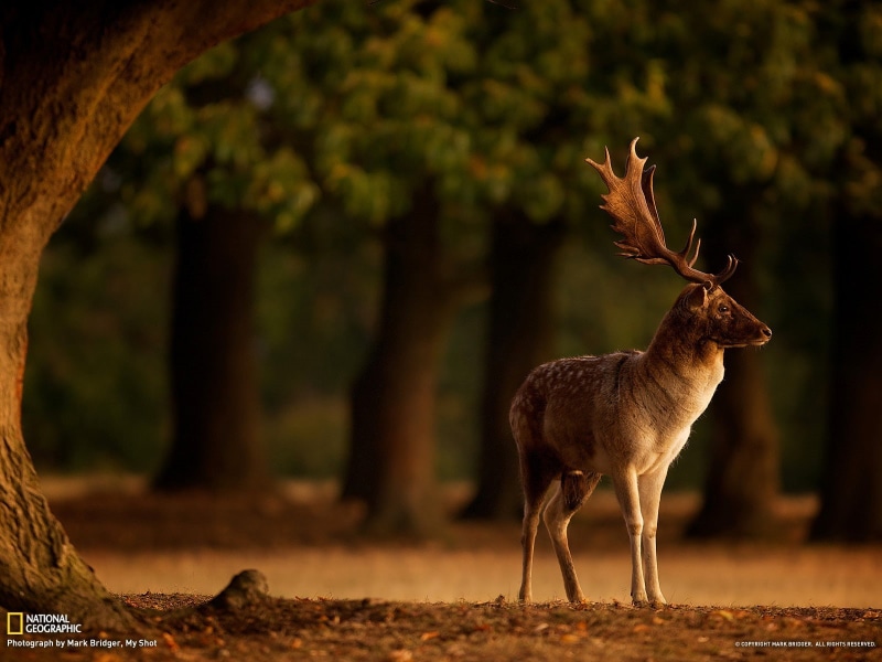 blurred, fall, National Geographic, 720P, trees, horns, deer, depth of field, animals