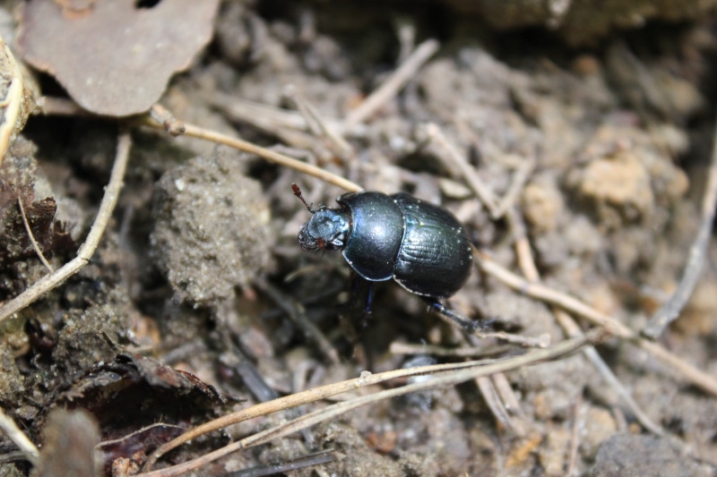 zoology, animal themes, beetle, selective focus, animal wildlife, animals in the wild, Germany, black, focus on foreground, macro, 5K, animals, nature