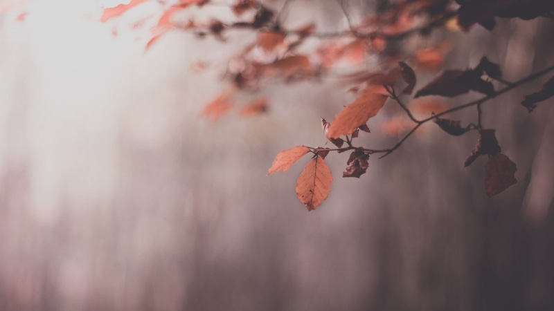 natural condition, sky, tranquility, woodland, leaves, orange Color, season, freshness, plant part, leaf, digital, branch, green, change, autumn, multi Colored