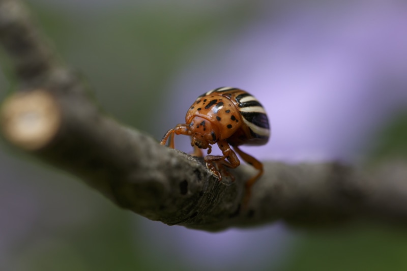 plant, leaf, wildlife, Anything Goes, animal, Macro, Mondays, small, summer, photography, ladybug, brown, False potato beetle, close, white, green Color