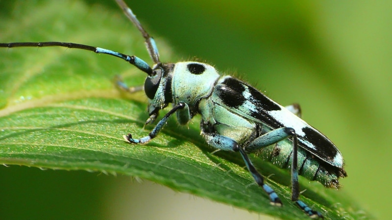 nature, macro, Paraglenea fortunei, ramie, ラミ, japan, leaf, grasshopper, summer, カミキリ, 1080P, longhorn  beetle, green leaf, black, animal, insect, wildlife