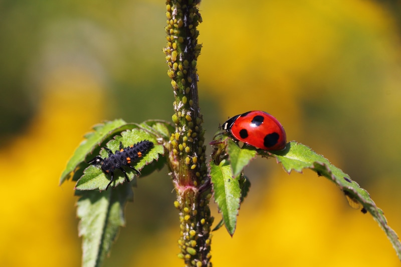 nymph, bug, photography, matsudo  chiba, Aphidoidea, Japan, canon, plant, macro, Imago, beetle, chiba, bugs, tamron, Ladybug, Larva, leaf, Matsudo, red