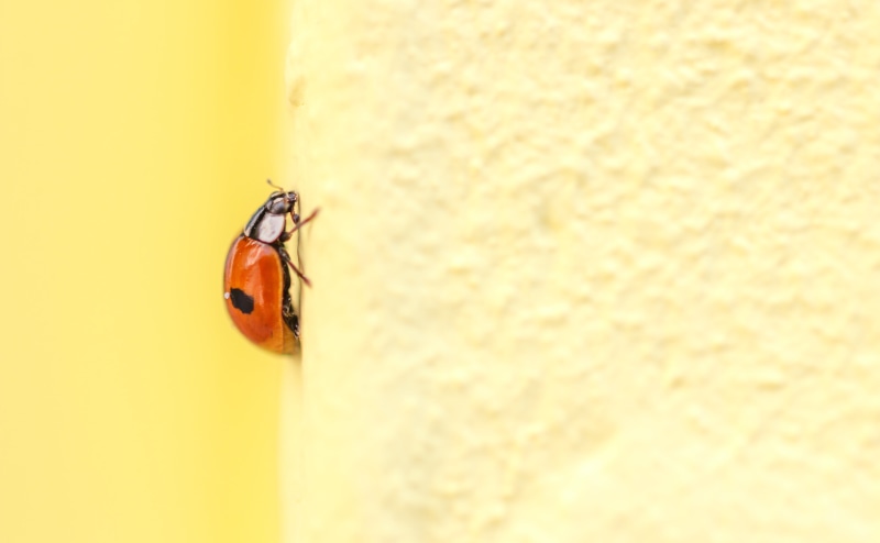 spotted, red, red 2, Ladybug, insect, beetle, close-up, animal, macro, nature, Adalia  bipunctata, 4K, Adalia bipunctata