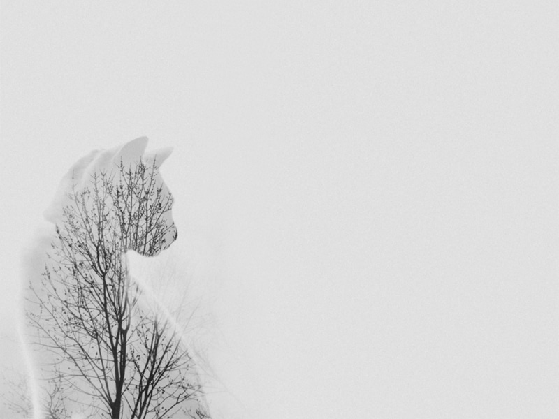 snow, nature, 1080P, snowcapped mountain, minimalism, outdoors, sky, low angle view, branch, beauty in nature, scenics - nature, no people, environment