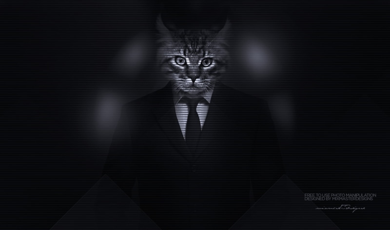 human body part, real people, lighting equipment, suits, fear, tabby, Kitty, pattern, 1080P, men, photo manipulation, stage, majestic casual (channel)
