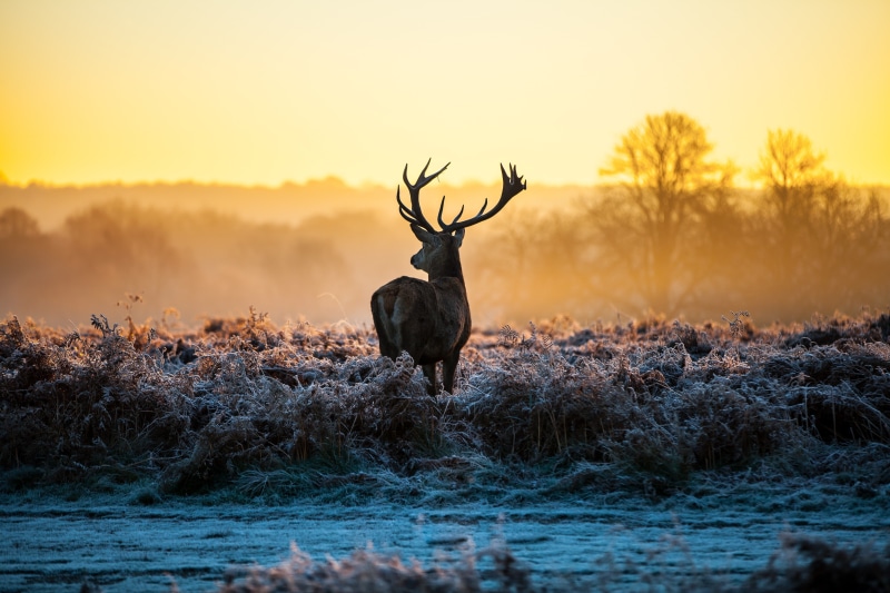 animals, frost, morning, 5K, landscape, deer