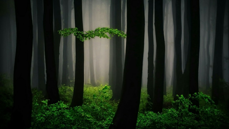 lost, europe, green, magical, tree, tranquility, nature, plant, fog, mystic, bulgaria, no people, growth, misty, forest, vegetable, trunk, darkness, mist
