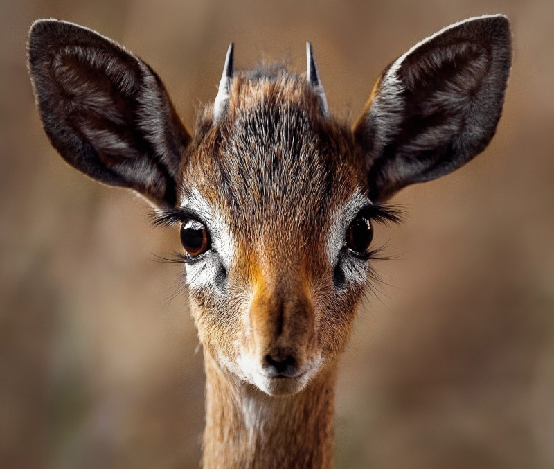 mammal, cute, day, fur, wild animal, animal wildlife, animal, animals in the wild, deer, snout, 1080P, looking at camera, wild, antelope, close, herbivore