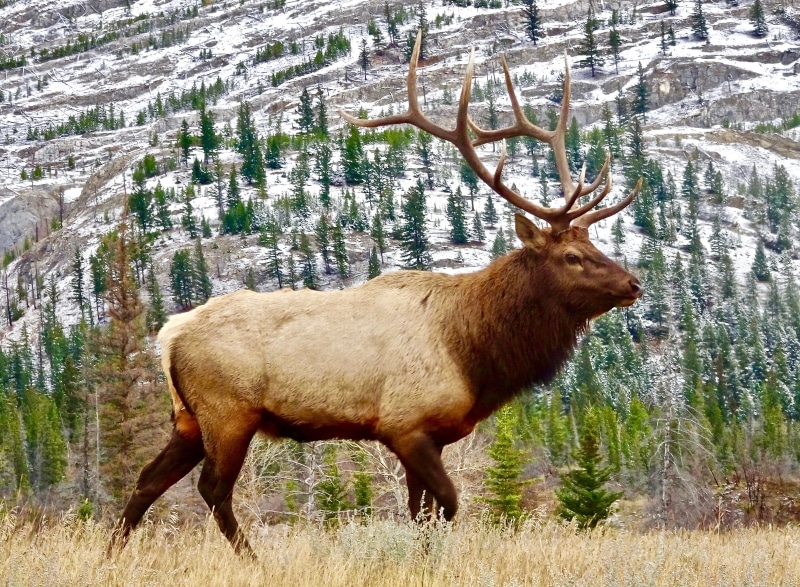 grass, beauty in nature, land, wild, elk, animals in the wild, outdoors, wildlife, male, brown, animal wildlife, one animal, animal, deer, vertebrate, herbivorous