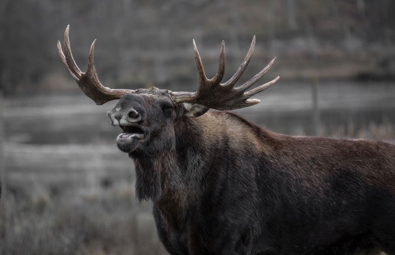 vertebrate, herbivorous, water, gray, moose, horned, deer, antler, nature, one animal, outdoors, animal wildlife, daytime, no people, animal themes, male animal