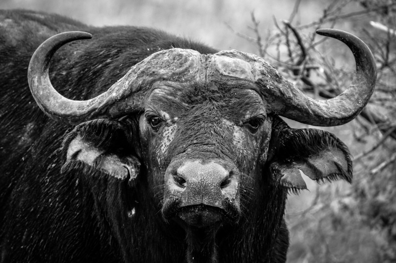 day, water buffalo, close, black and white, water, looking at camera, black-and-white, livestock, one animal, mammal, herbivorous, wild animal, animal