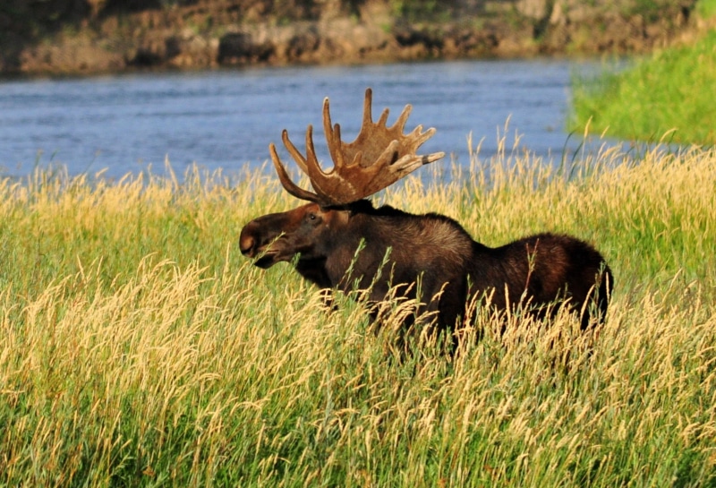 USFWS, refuge, Nature  Conservation, Coyote Willow, Bull moose, mammal, NWR, FWS, field, nature, willow, Seedskadee National Wildlife Refuge, green, brown