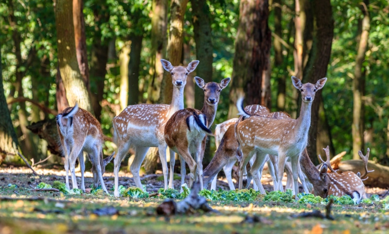 outdoors, wild, wilderness, standing, hirsch, day, animal, tree, group of animals, 5K, animals in the wild, domestic animals, animal wildlife, land, roe deer