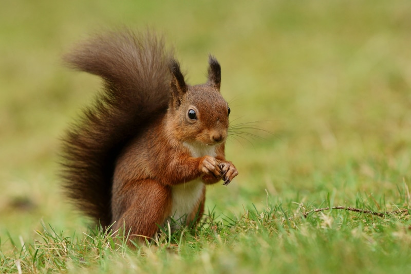 eating, cute, fluffy, wildlife, brown, nature, photography, nuts, animals In The Wild, animal, outdoors, grass, rodent, 4K, mammal, close, field, squirrel