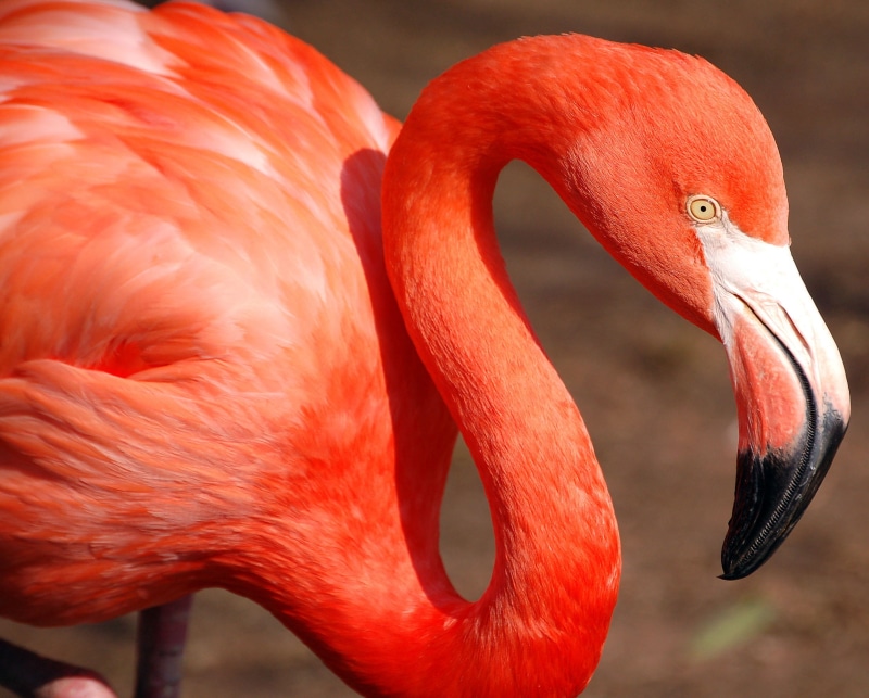 animals In The Wild, close up, nature, 1080P, feather, tropical Climate, wildlife, Phila, Nikon  D50, Excellence, SOE, red, close, Zoo, Bird, africa, pink Color