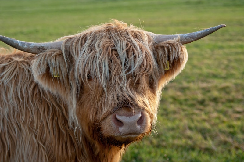 4K, nature, close, Coo, agriculture, Scotland, brown, scottish, Ardnamurchan, photo, cattle, grass, yak, close up, highland cow, mammal, meadow, animal