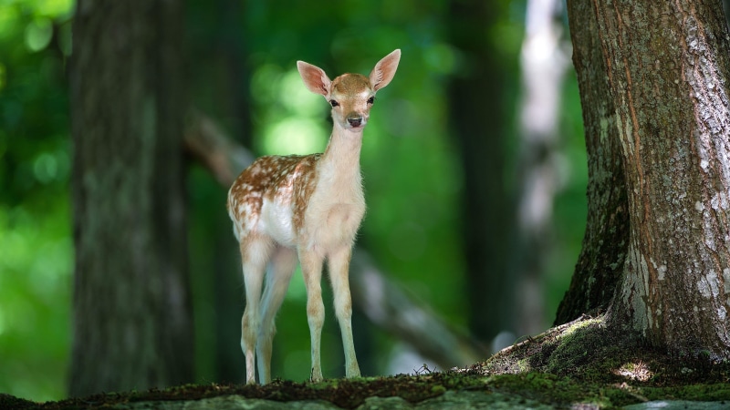 nature, focus on foreground, animals in the wild, baby, herbivorous, animal, forest, bambi, domestic animals, woodland, plant, standing, wildlife, deer