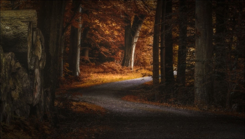 fall, growth, the way forward, non-urban scene, photography, sunlight, leafed, trees, morning, road, no people, diminishing perspective, forest, Denmark
