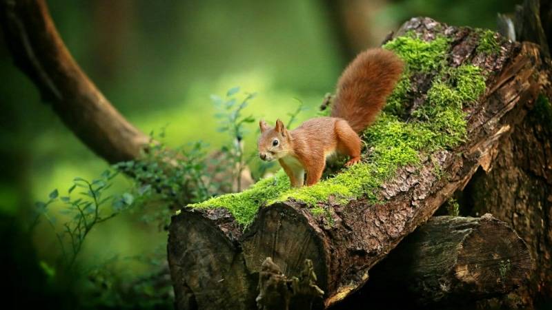 trunk, wildlife, moss, branch, cute, mossy, nature, forest, red squirrel, 1080P, mammal, squirrel, rodent, tree, wild animal, woodland