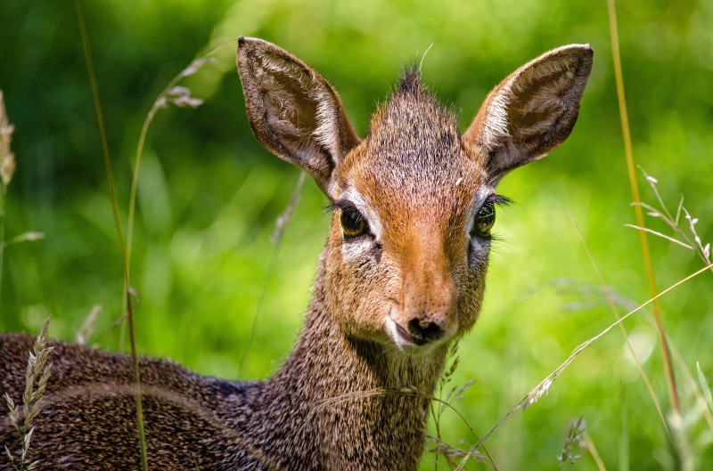 animal wildlife, zoo animals, plant, deer, grass, selective, colorful, wildlife, cute animals, young animal, one animal, wild animals, 4K, nature, focus