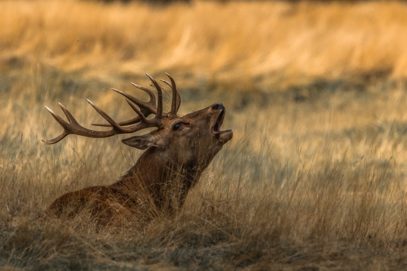 crow, animals in the wild, wildlife, flower, photo, cheetah, animal, selective, grassland, vertebrate, side view, bull, animal wildlife, nature, deer, blossom