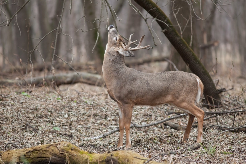 wild, full length, wildlife, animal wildlife, land, nature, horns, no people, white tailed deer, focus, focus on foreground, plant, wilderness, forest