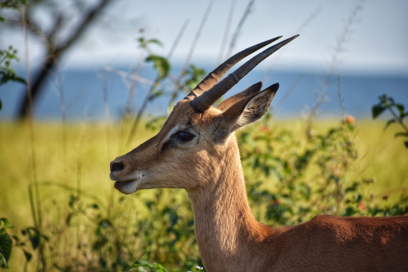 brown, outdoors, animal themes, animal wildlife, focus, green, wildlife photography, daylight, field, profile view, animals in the wild, close-up, photography