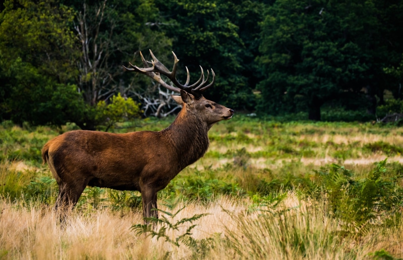 shallow, mammal, vertebrate, focus, horned, nature, moose, hoofed Mammal, 4K, male Animal, animal wildlife, day, deer, land, antelope, field, forest, animals In The Wild