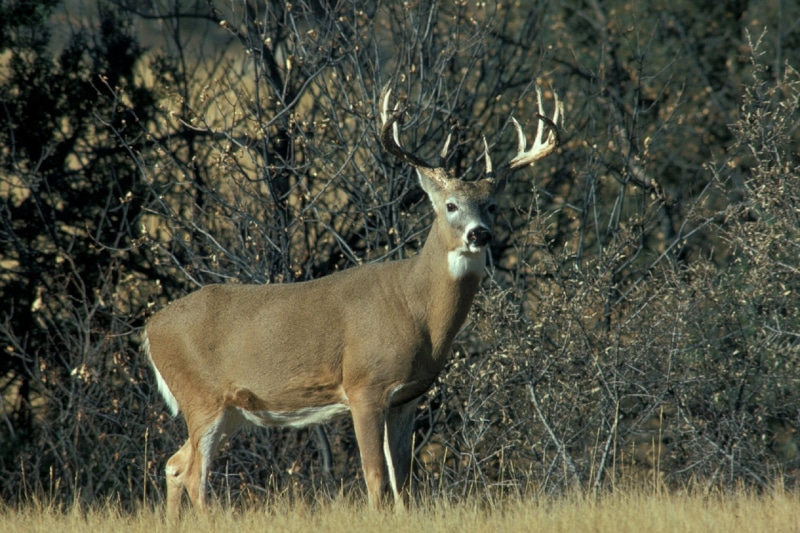 wilderness Area, herbivorous, hoofed Mammal, no people, grass, red Deer - Animal, animal wildlife, animal, Wildlife, antler, arid climate, day, deer, side view
