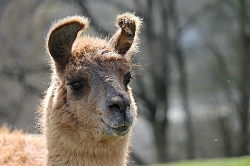 andes, lama, focus, ears, calluses ohler, livestock, llama, herd animal, domestic animals, head, camel, south america, animal body part, herbivorous, selective