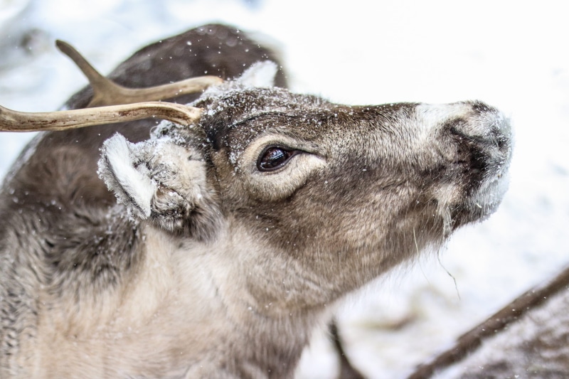 frosty, close-up, frozen, one animal, head, reindeer, winter, focus, deer, wildlife photography, herbivorous, snowing, looking, domestic animals, photography
