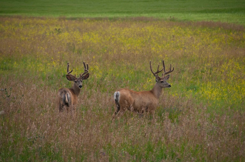 gazelle, herbivorous, savannah, daytime, two, tree, brown deer, national Park, animals And Pets, deer, no people, day, land, vertebrate, beauty in nature