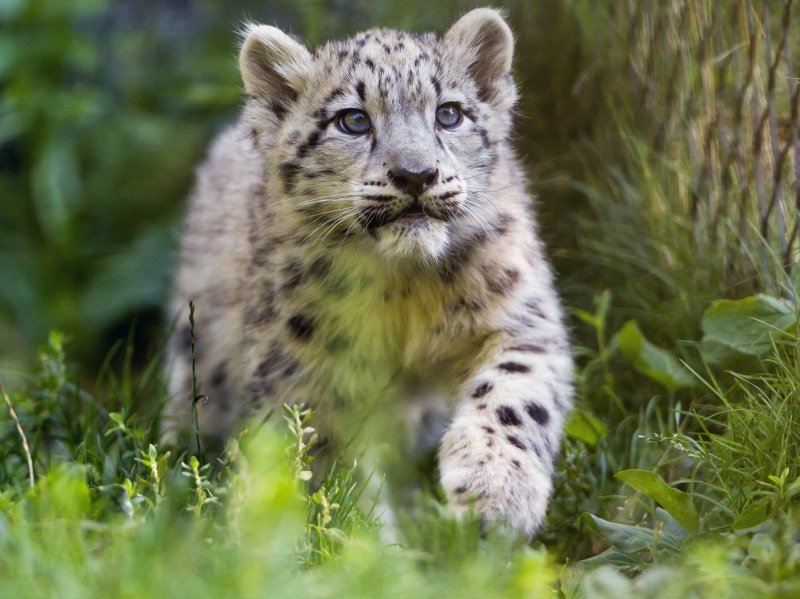 uncia, switzerland, grass, animal, carnivore, big Cat, fluffy, basel  zoo, snow leopard, 2K, animals Hunting, nikon  d4, nature, tiger cub, focus, endangered Species