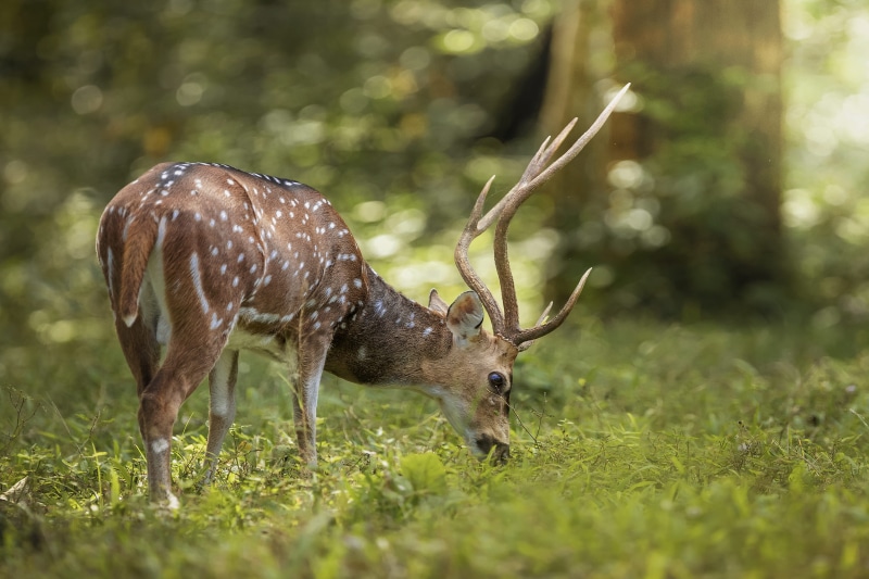 nature, lovely, vertebrate, herbivorous, eating, animal, plant, forest, no people, feeding, deer, wildlife, animal wildlife, periyar tiger reserve, grass