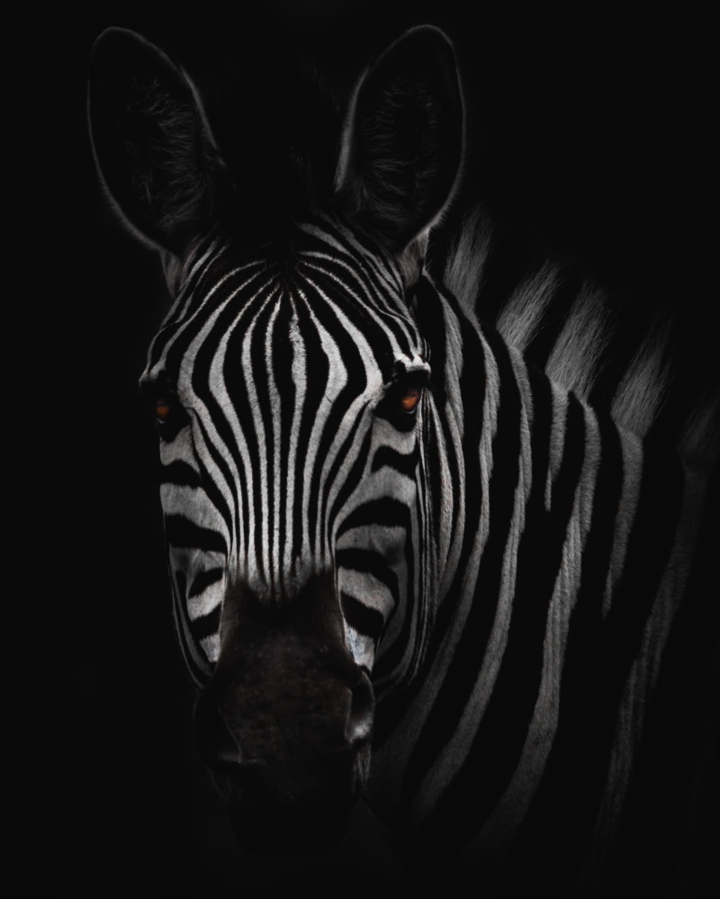 2K, animal head, nose, striped, animal body part, herbivorous, animals in the wild, close-up, black background, animal eye, wildlife, no people, stripe