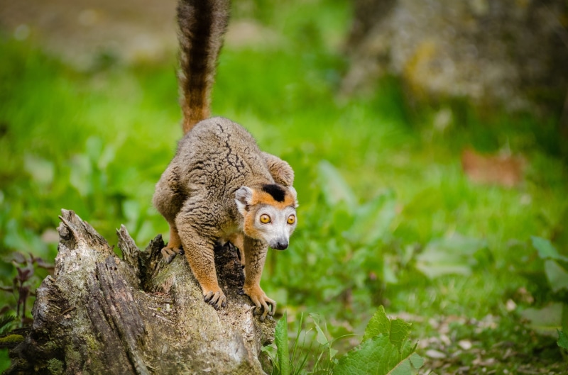 4K, slab, squirrel, grass, eye, tree trunk, mammal, focus, focus on foreground, blur, tree, animal photography, primate, selective, looking, rodent, four