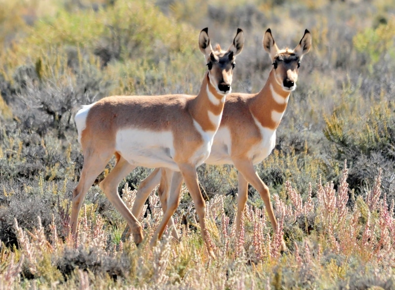 land, vertebrate, herbivorous, group of animals, usa, plant, animal, wildlife, antelope, animal themes, mammal, semi-arid, animal wildlife, antlers, savannah