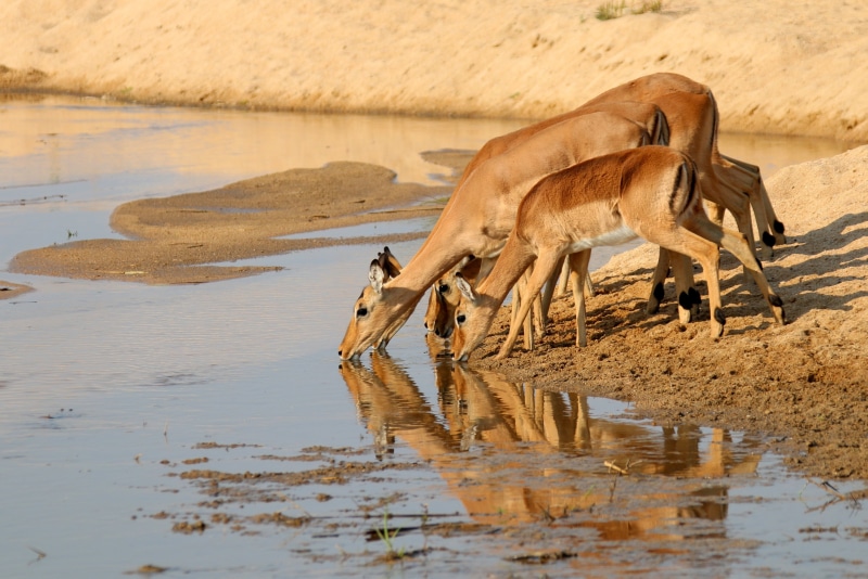 no people, water, etosha National Park, mammals, wilderness, photo, africa, reflection, beast, one animal, kruger, antelope, animal wildlife, horns, sands