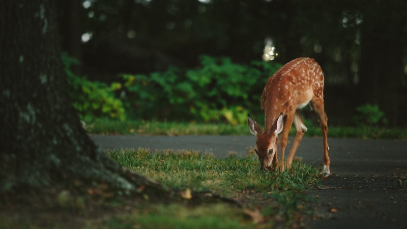 land, tree, animal, field, 5K, photography, standing, cute, plant, eating, focus, mammal, no people, animal wildlife, animal themes, vertebrate, shallow